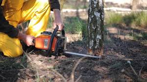 Best Firewood Processing and Delivery  in Strathmore, NJ