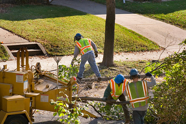  Strathmore, NJ Tree Services Pros