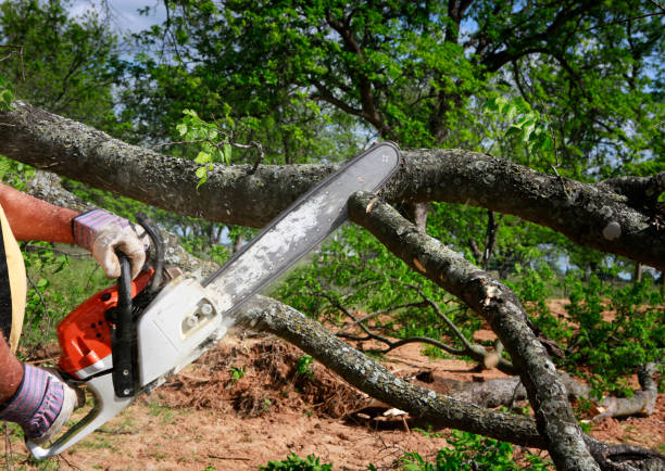 Best Tree Maintenance Programs  in Strathmore, NJ